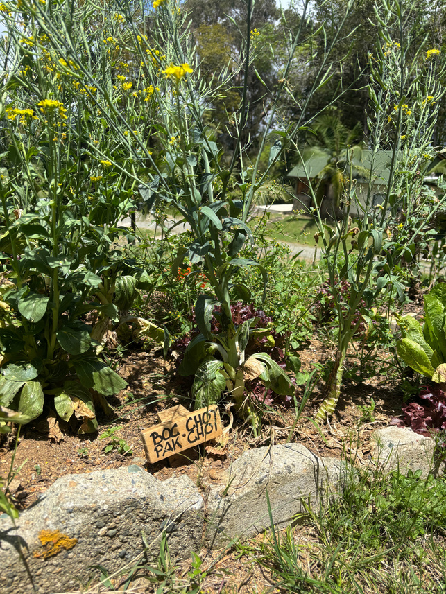 Pak Choi