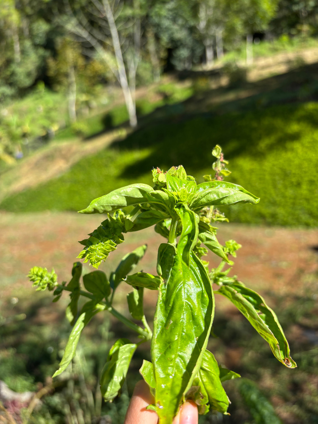 Basil