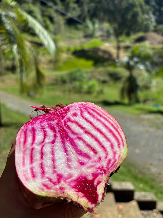 Beets
