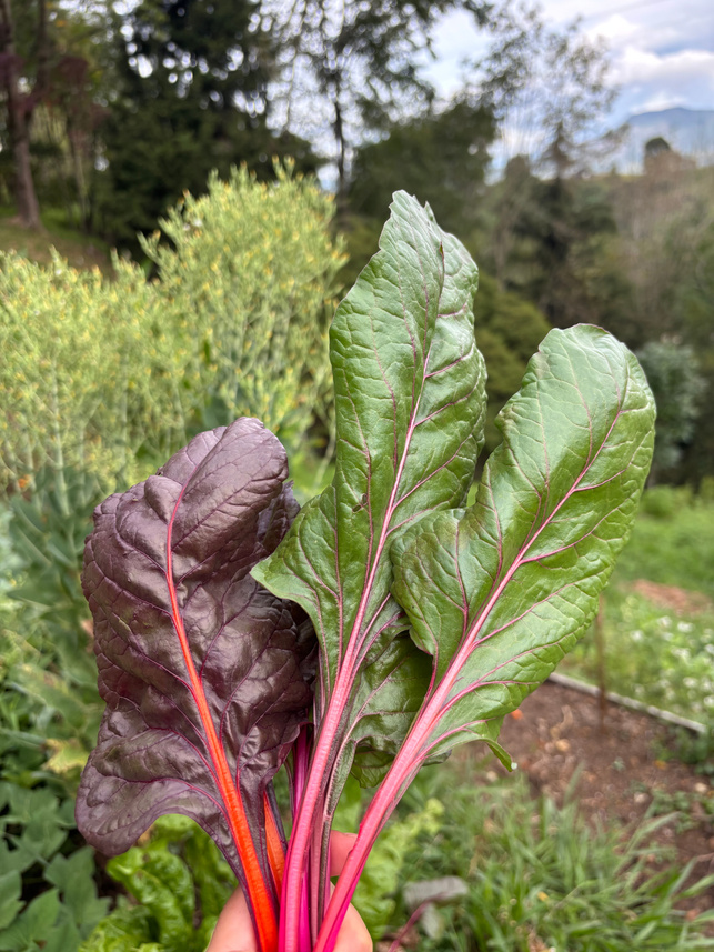 Swiss Chard