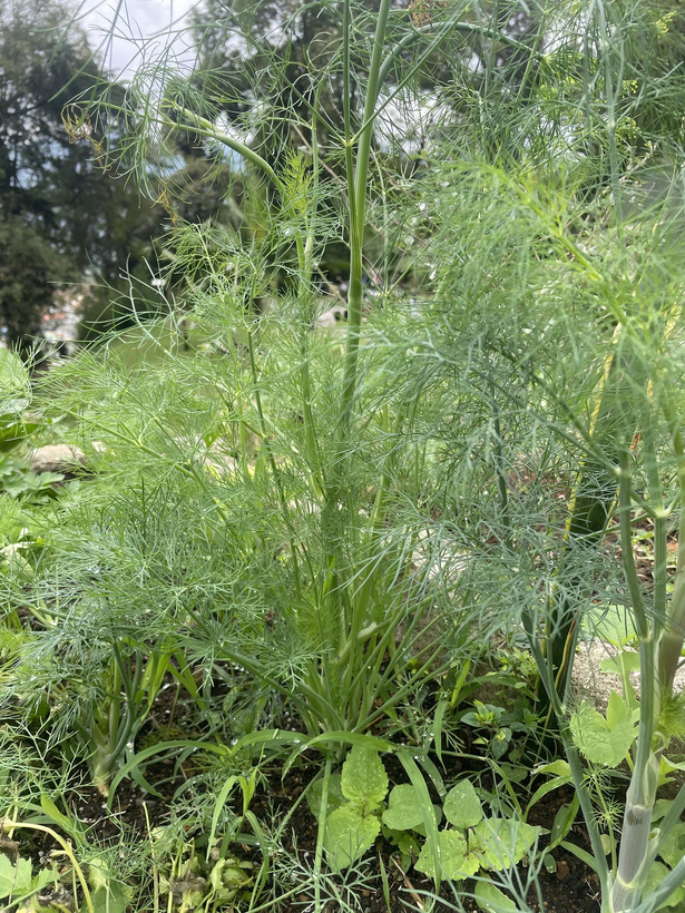 Dill