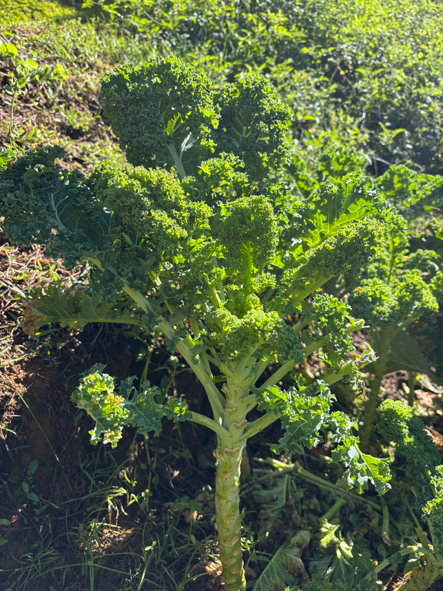 Kale