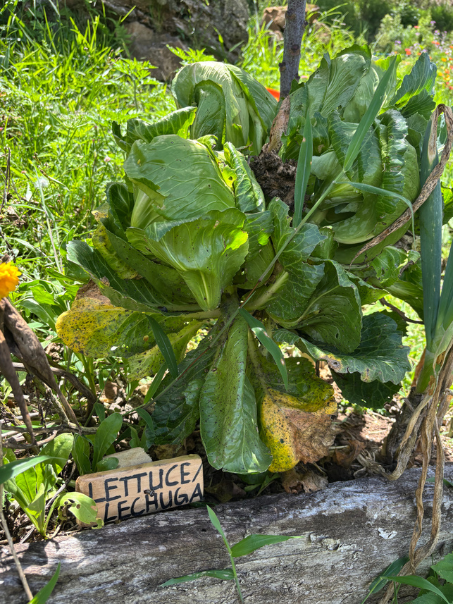 Lettuce