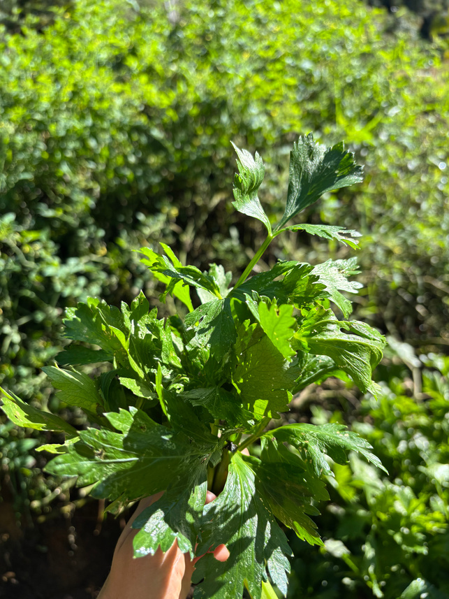Parsley