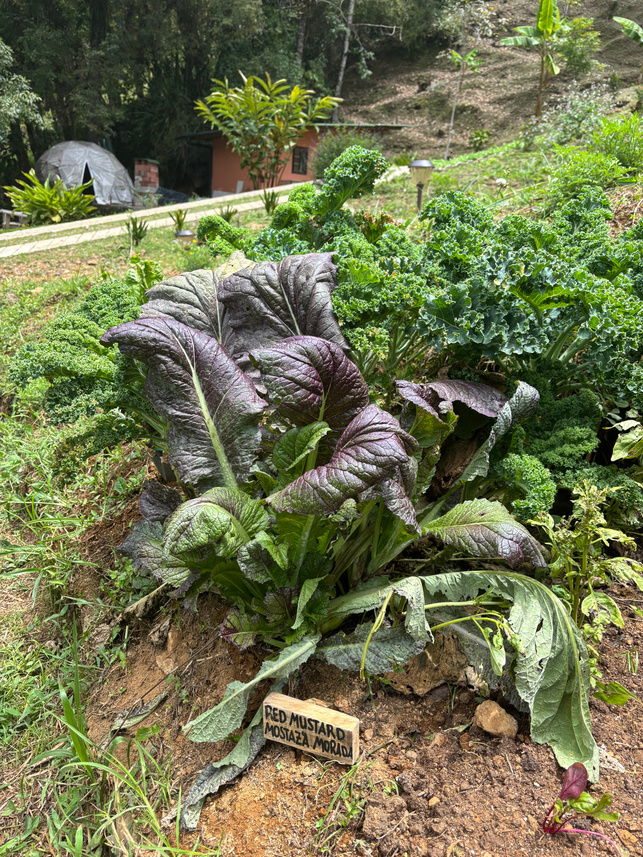 Red Mustard