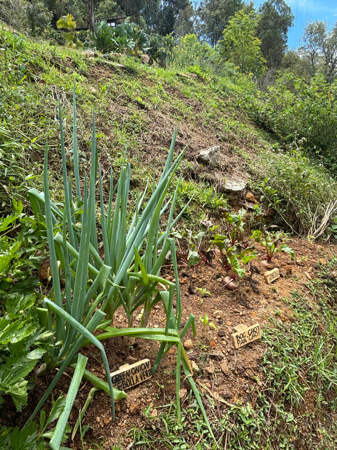 Spring Onion